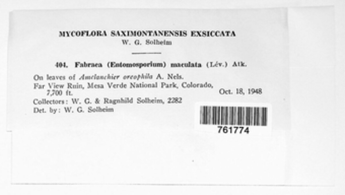 Diplocarpon mespili image